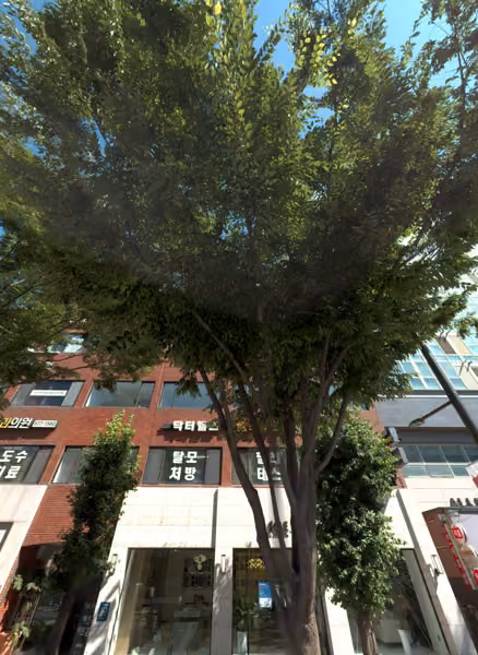 tree photo
