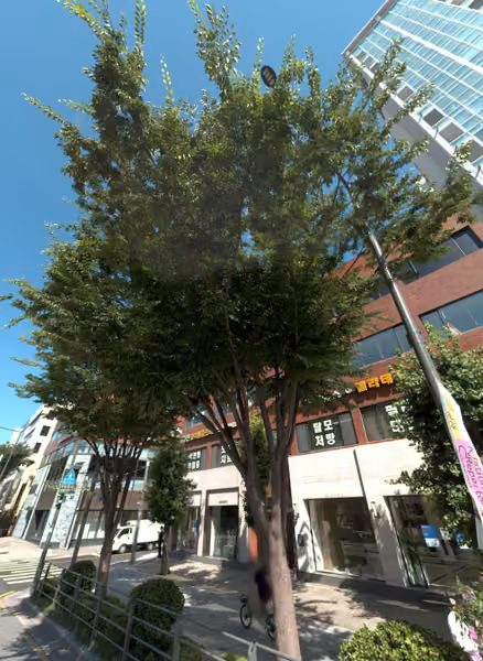 tree photo