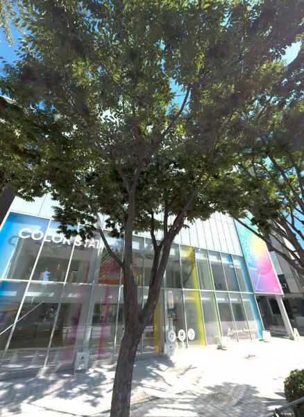 tree photo
