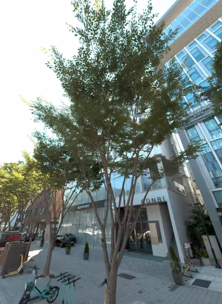 tree photo
