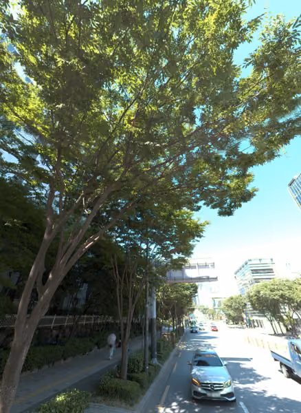 tree photo