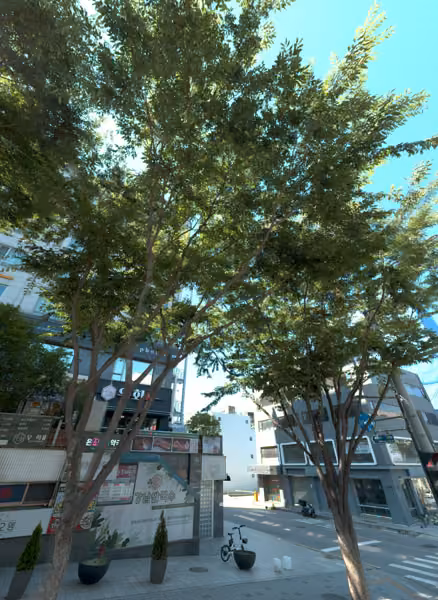 tree photo