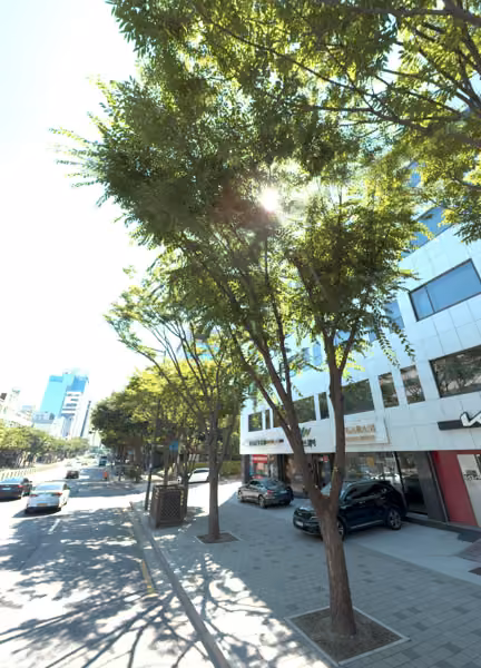 tree photo