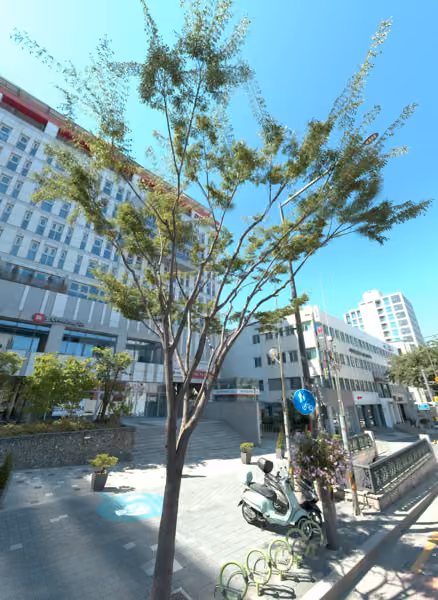 tree photo