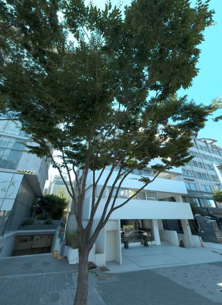 tree photo