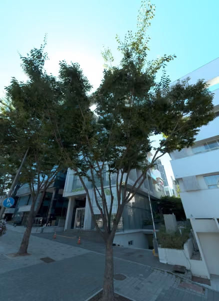 tree photo