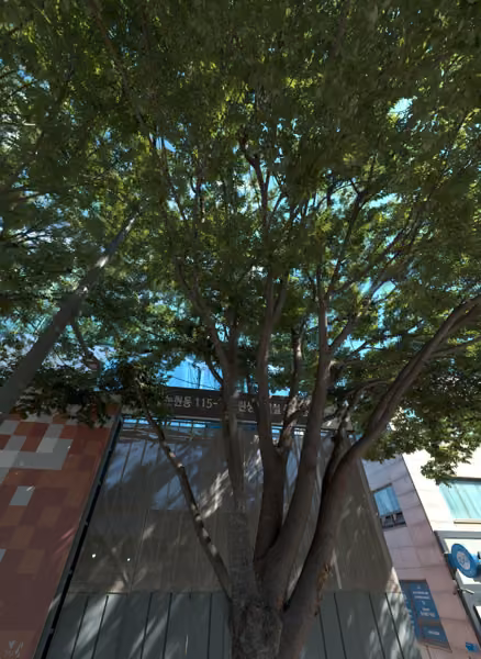 tree photo