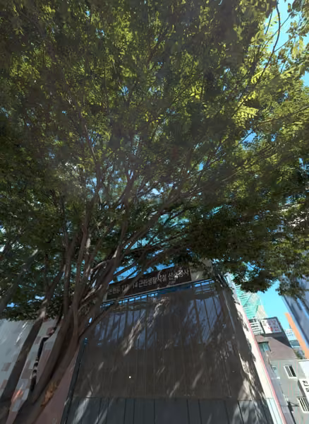 tree photo