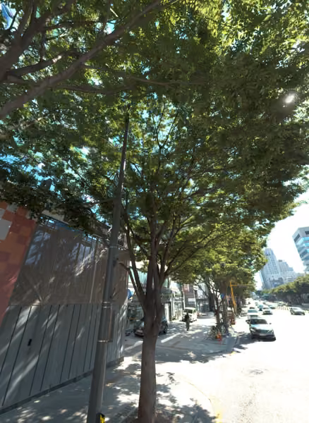 tree photo
