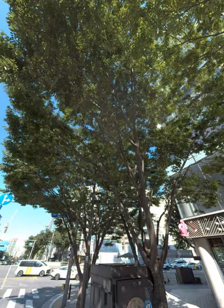 tree photo
