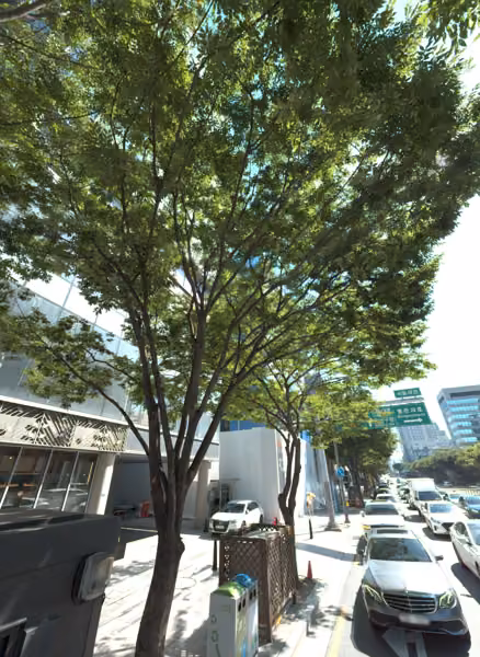 tree photo