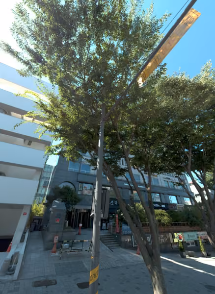 tree photo