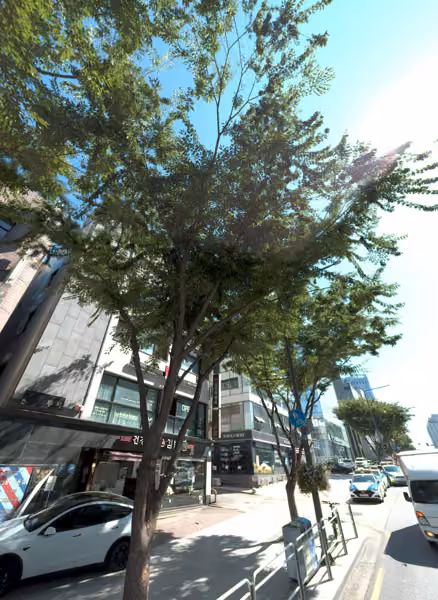 tree photo