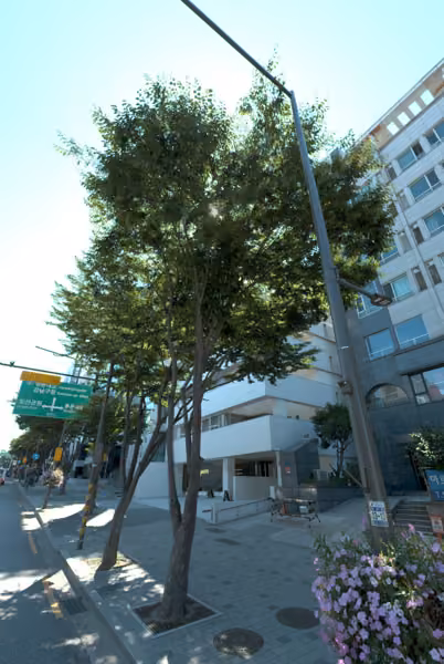 tree photo