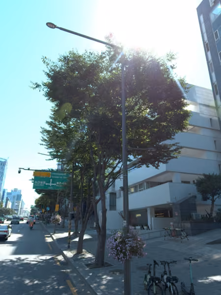 tree photo