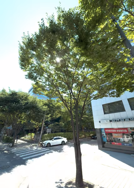 tree photo