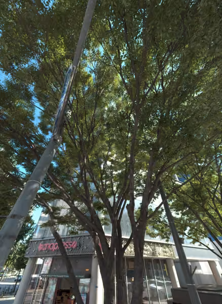 tree photo