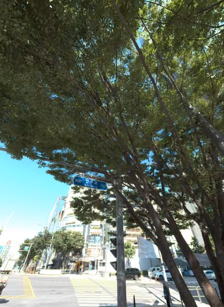 tree photo
