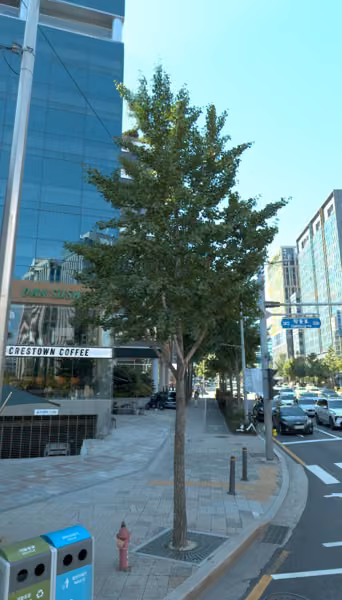 tree photo