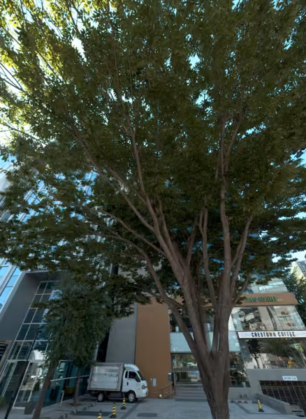 tree photo