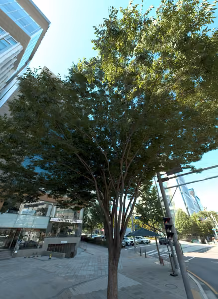 tree photo