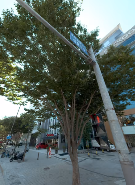 tree photo