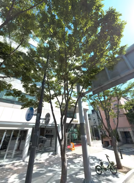 tree photo