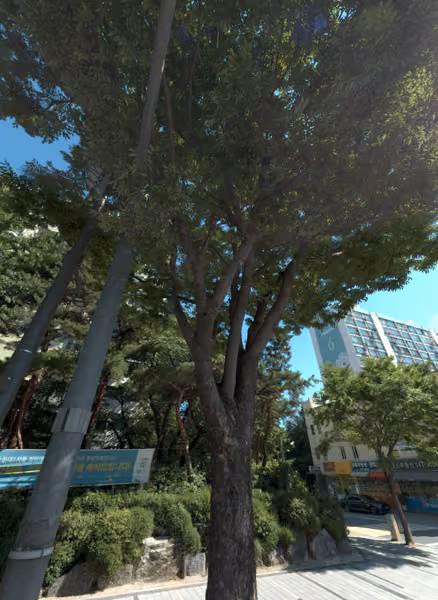 tree photo