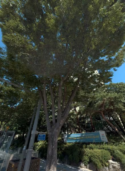 tree photo
