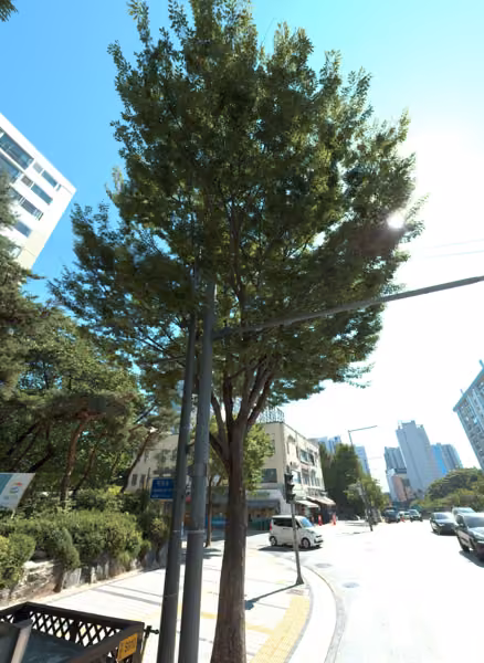 tree photo