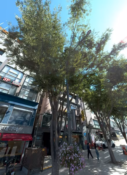 tree photo