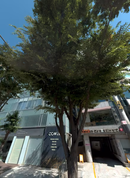 tree photo