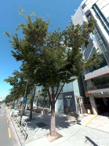 tree photo