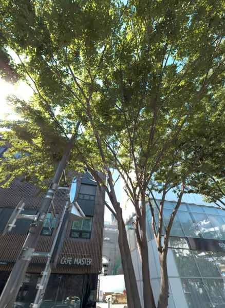 tree photo