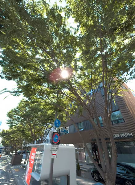 tree photo