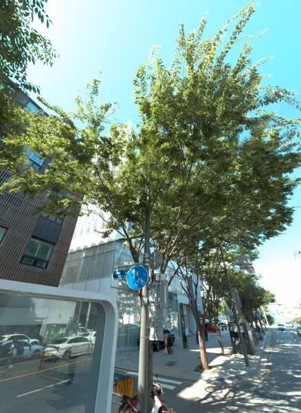 tree photo