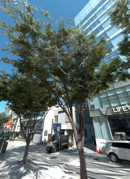 tree photo