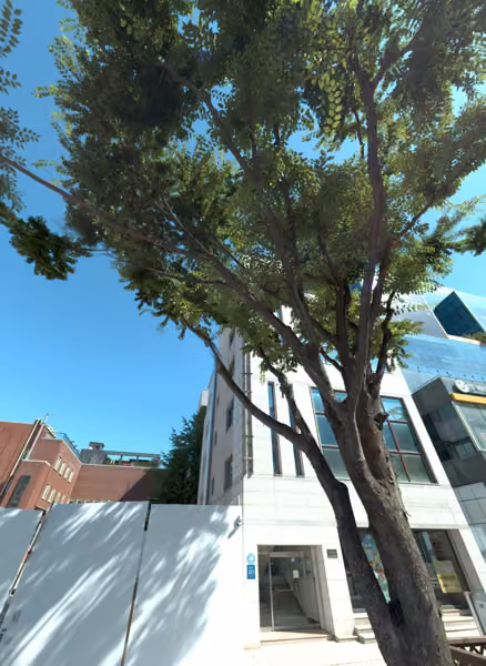 tree photo