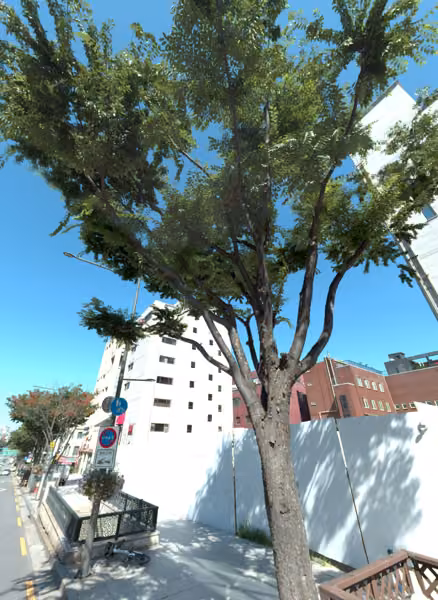 tree photo