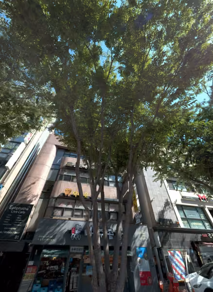 tree photo