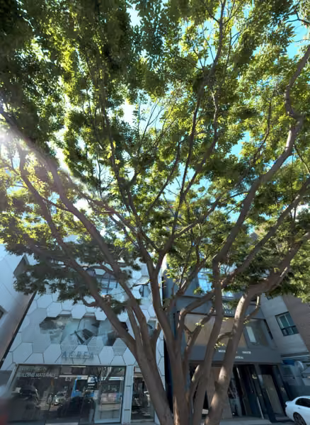 tree photo