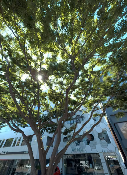 tree photo