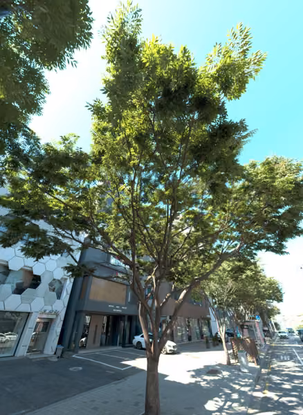 tree photo