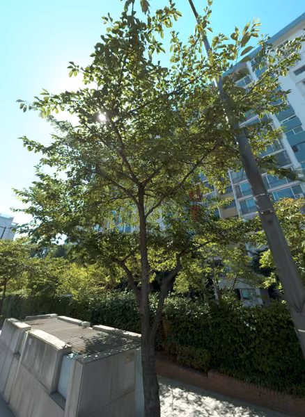 tree photo