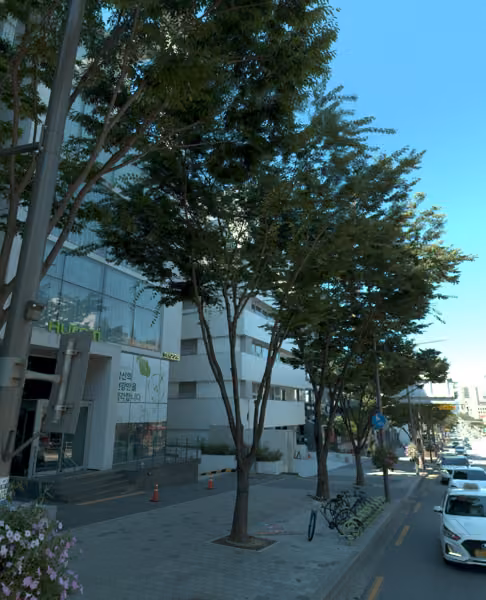 tree photo