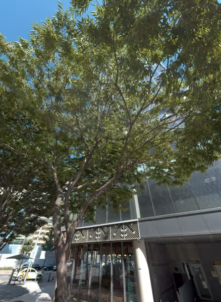 tree photo