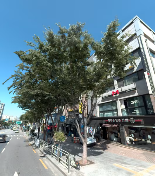 tree photo