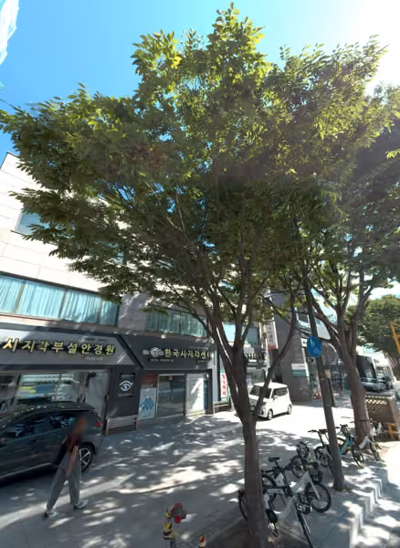 tree photo