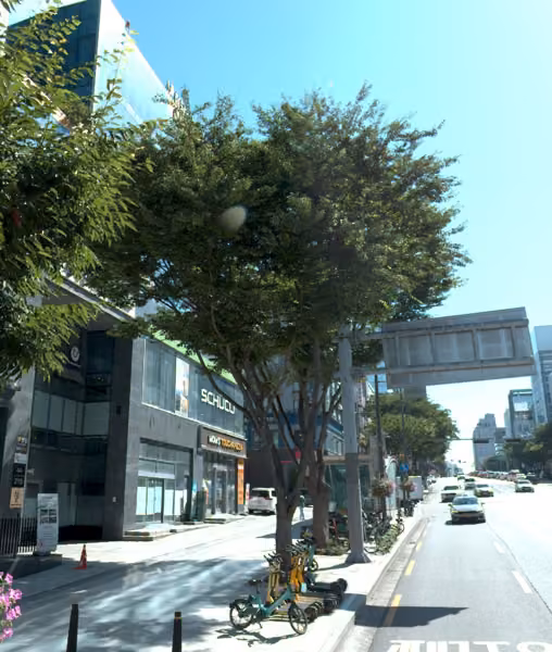 tree photo