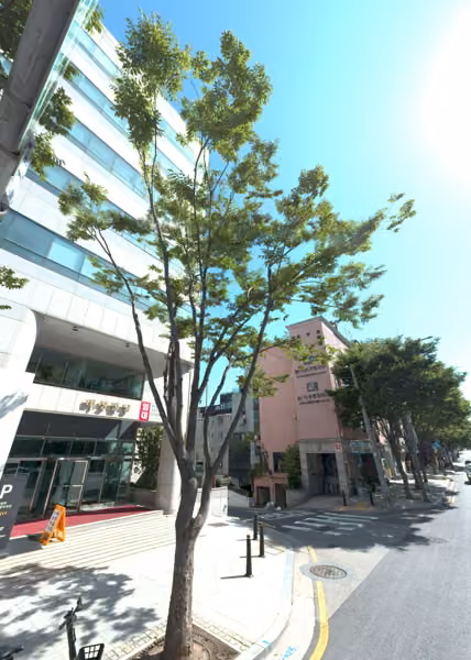 tree photo